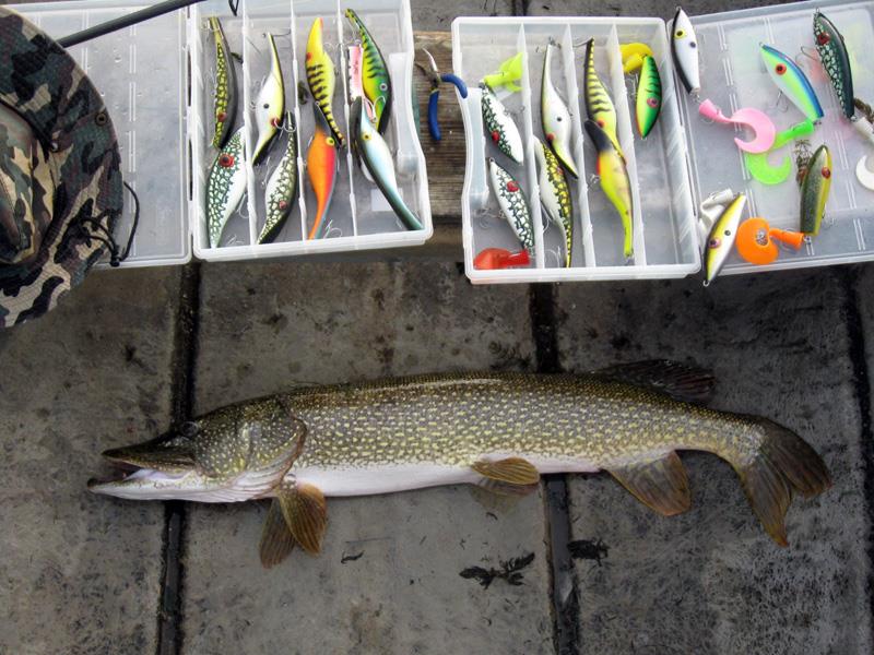 Fish - 372682891737e77ee619o.jpg